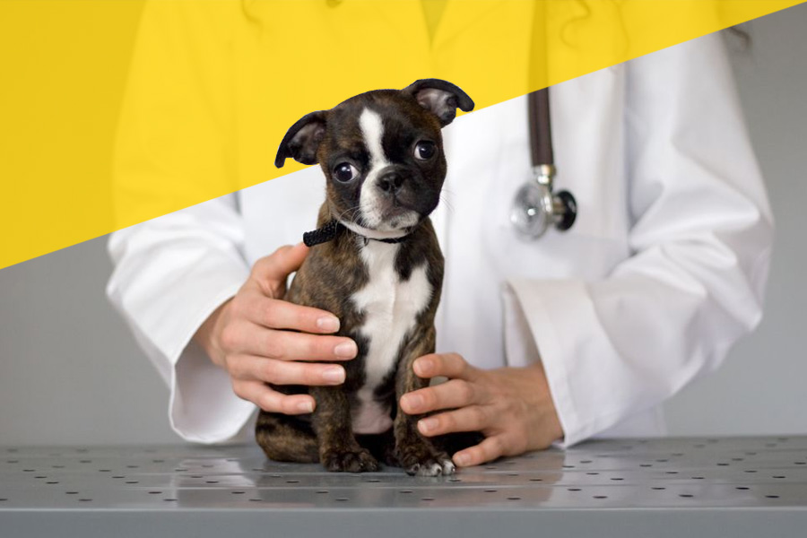 emergency care for dog owners guide