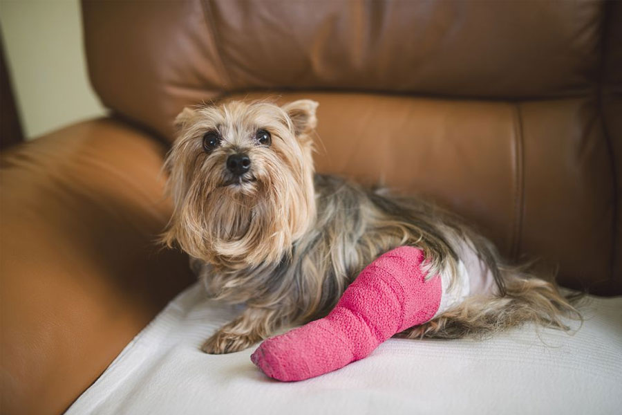 dog and injuries