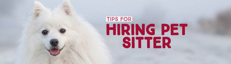 tips for hiring dog sitter